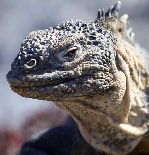 South Plaza, Islas Plaza, Galapagos Islands 057.jpg